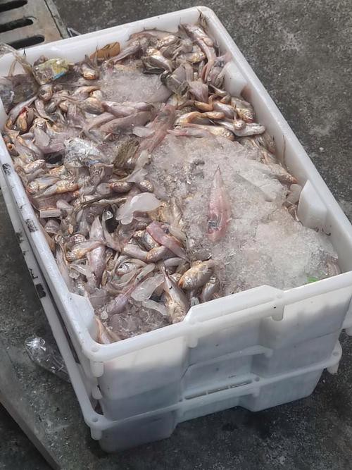 浙江龍魚產地是哪里的