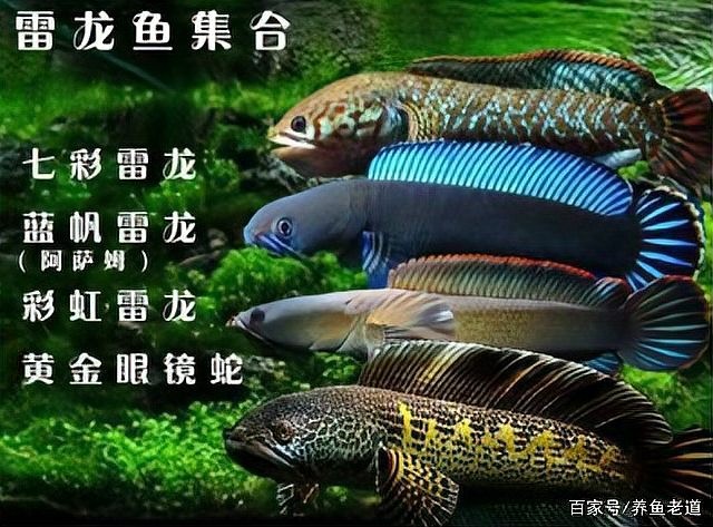 雷龍魚和黑魚是一種魚嗎