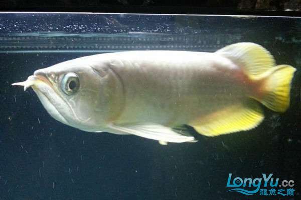 號半龍魚適合新手飼養嗎？ 號半龍魚適合新手飼養嗎？ 龍魚百科 第7張