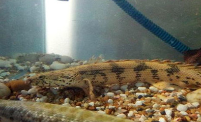 撫松縣撫松鎮冷季觀賞魚店(撫松縣撫松鎮冷季觀賞魚店電話)