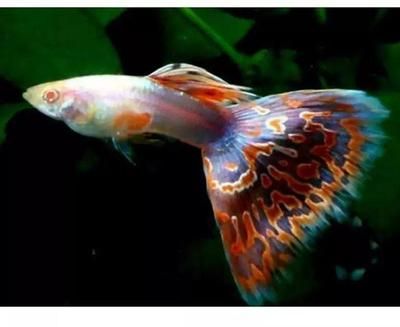 龍魚飄在水面不動：龍魚飄在水面不動怎么辦 龍魚飄在水面不動：龍魚飄在水面不動怎么辦 龍魚百科 第3張