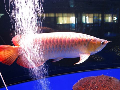 西寧金龍魚：西寧金龍魚價格