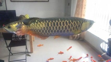 西寧金龍魚：西寧金龍魚價格