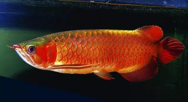 龍魚底色不干凈怎么處理：如何判斷龍魚營養過剩