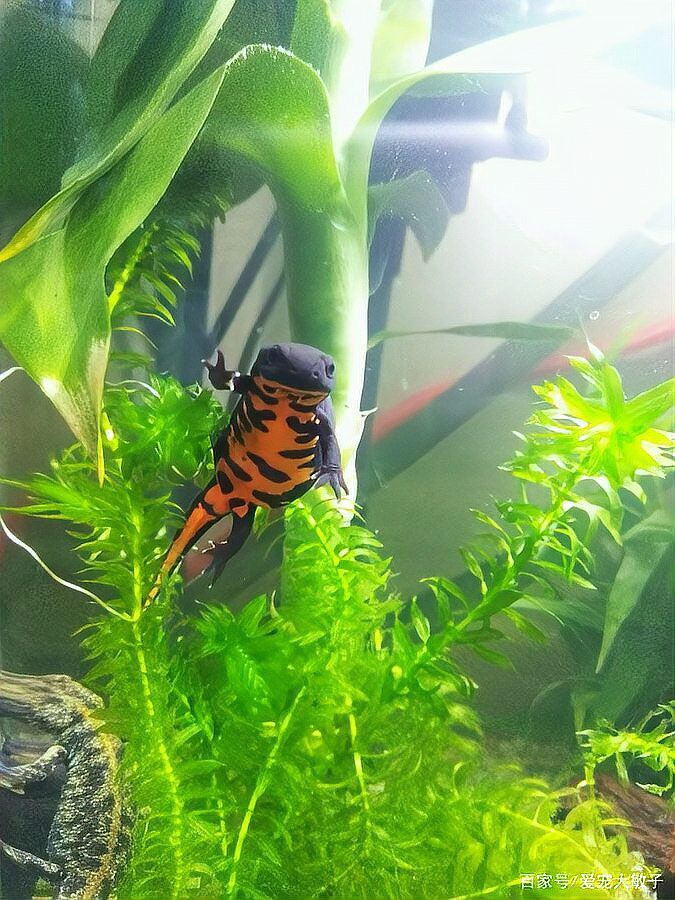 小火龍魚不吃飼料