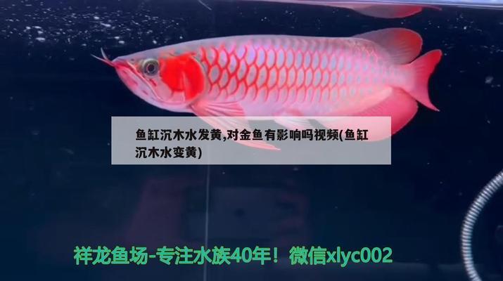 嶗山區宋家旺水族店（嶗山區宋家旺水族店地址）