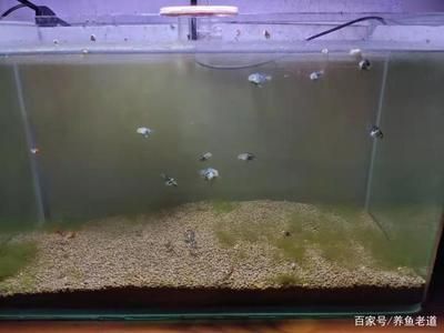 魚缸多久換次水最好,如何判斷魚缸水質(zhì)好壞 龍魚百科 第1張 魚缸多久換次水最好,如何判斷魚缸水質(zhì)好壞 魚缸多久換次水最好,如何判斷魚缸水質(zhì)好壞 龍魚百科 第1張