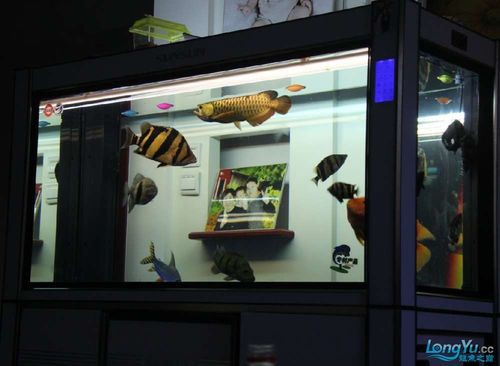 一條龍魚配幾條虎魚合適呢圖片大全