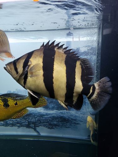 一條龍魚配幾條虎魚合適呢圖片大全