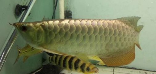 過背金龍魚養多久才上色（過背金龍魚的上色時間） 過背金龍魚養多久才上色（過背金龍魚的上色時間） 龍魚百科 第3張