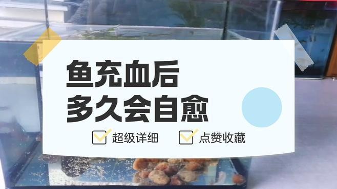 龍魚充血需要多久才能恢復 龍魚充血需要多久才能恢復 龍魚百科 第1張
