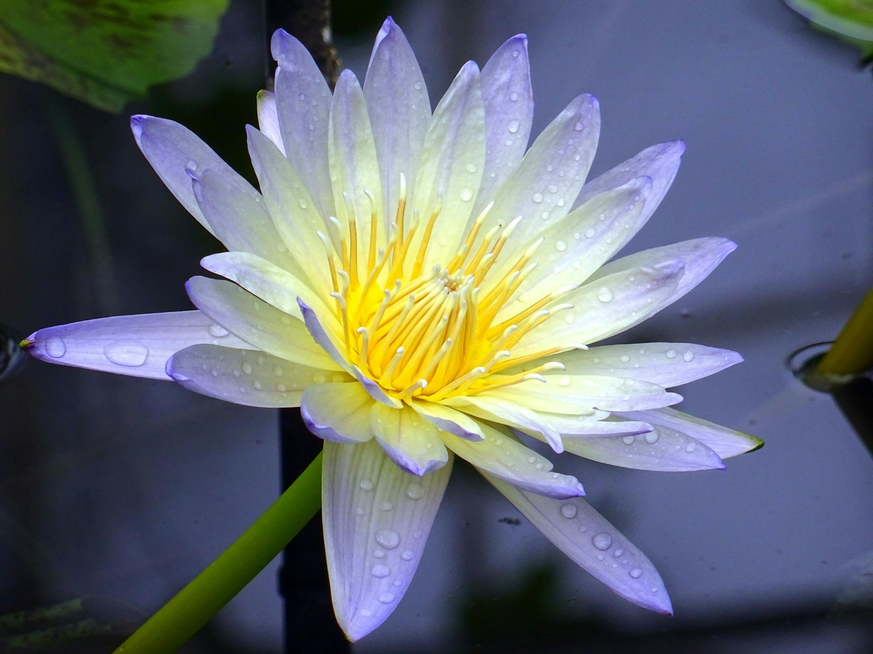 龍魚(yú)晚上開(kāi)夜燈好不好呢
