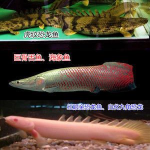 紅龍魚不喂食能活多久（紅龍魚不吃食能活多久？）