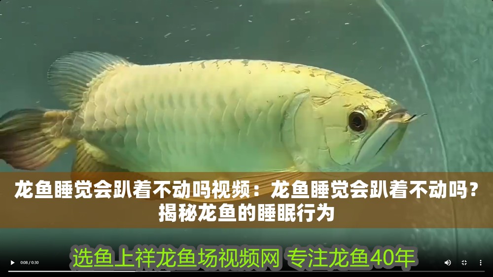 龍魚睡覺會趴著不動嗎視頻：龍魚睡覺會趴著不動嗎？揭秘龍魚的睡眠行為