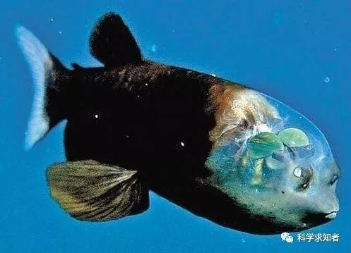 龍魚的藥可以給其他魚用嗎有毒嗎視頻：龍魚的藥方以及其對其他魚是否有毒的問題