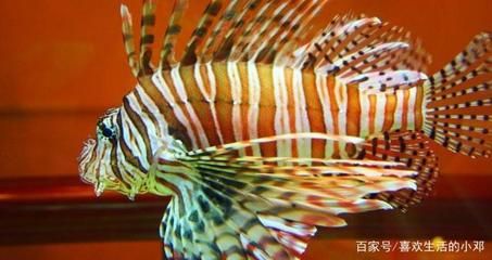 龍魚的藥可以給其他魚用嗎有毒嗎視頻：龍魚的藥方以及其對其他魚是否有毒的問題