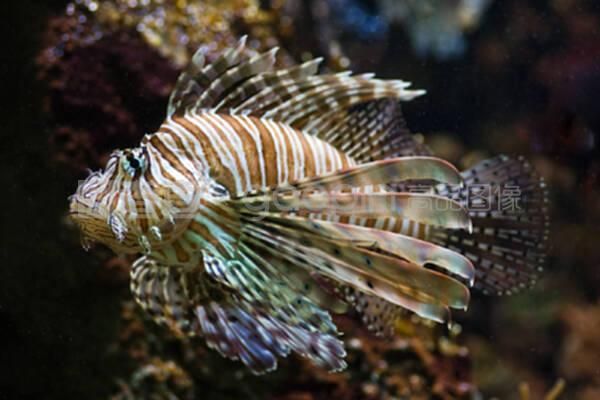 龍魚的藥可以給其他魚用嗎有毒嗎視頻：龍魚的藥方以及其對其他魚是否有毒的問題