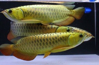 龍魚低溫后急救：龍魚低溫而出現翻白肚