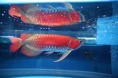 龍魚和七彩混養壞處：如何合理分配龍魚和七彩的食物，混養龍魚七彩的魚缸尺寸建議