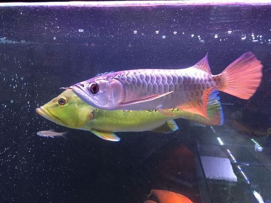 龍魚能不能吃:龍魚可以食用嗎? 龍魚百科 第2張 龍魚能不能吃:龍魚可以食用嗎? 龍魚能不能吃:龍魚可以食用嗎? 龍魚百科 第2張