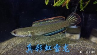 雷龍魚的價格是多少？