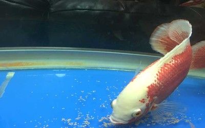 龍魚(yú)吃什么長(zhǎng)的快一點(diǎn)：如何通過(guò)喂食促進(jìn)龍魚(yú)快速生長(zhǎng)的關(guān)鍵信息促進(jìn)龍魚(yú)快速生長(zhǎng) 龍魚(yú)吃什么長(zhǎng)的快一點(diǎn)：如何通過(guò)喂食促進(jìn)龍魚(yú)快速生長(zhǎng)的關(guān)鍵信息促進(jìn)龍魚(yú)快速生長(zhǎng) 龍魚(yú)百科 第1張