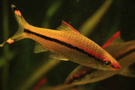 魚(yú)缸圖片 設(shè)計(jì)圖手繪，魚(yú)缸設(shè)計(jì)靈感來(lái)源手繪
