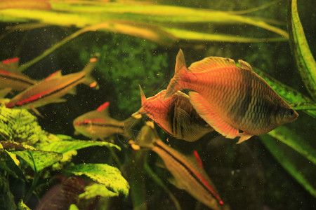 魚(yú)缸圖片 設(shè)計(jì)圖手繪，魚(yú)缸設(shè)計(jì)靈感來(lái)源手繪