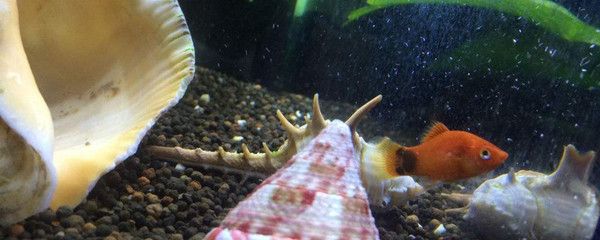 紅寶石球魚 曼龍魚能混養嗎（紅寶石球魚和曼龍魚混養的成功案例及注意事項和解決方法）