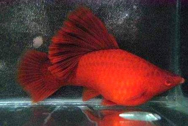 紅寶石球魚 曼龍魚能混養嗎（紅寶石球魚和曼龍魚混養的成功案例及注意事項和解決方法）