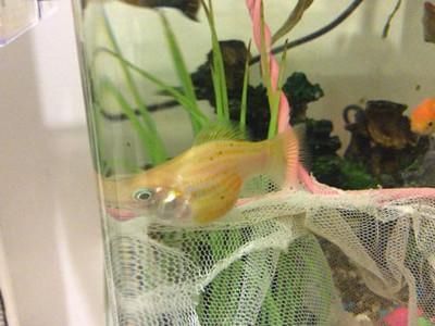 紅寶石球魚 曼龍魚能混養嗎（紅寶石球魚和曼龍魚混養的成功案例及注意事項和解決方法）