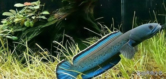 雷龍魚和黑魚哪個更難飼養？