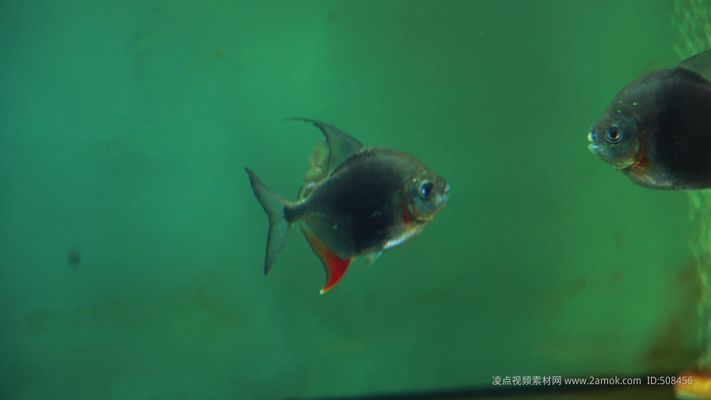 黑桃A魚繁殖水溫波動影響：黑桃a魚繁殖水溫控制技巧