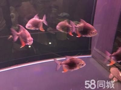 黑桃A魚繁殖水溫波動影響：黑桃a魚繁殖水溫控制技巧