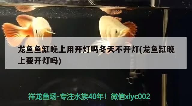 龍魚魚缸晚上用開燈嗎冬天怎么辦：龍魚晚上需要開燈嗎？
