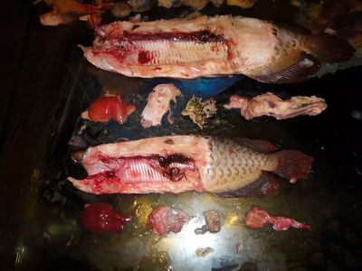 龍魚肝臟病變預防措施：龍魚專用飼料選擇指南