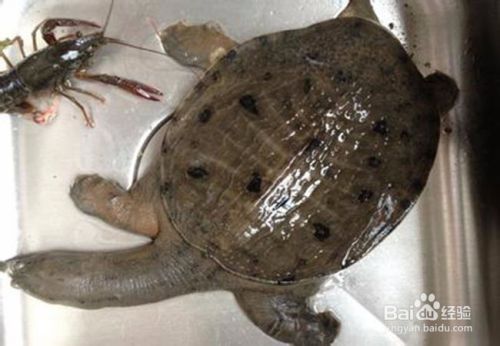 龍魚靠什么辨別食物，**龍魚主要通過視覺來辨別食物的安全性