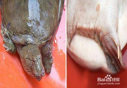 龍魚靠什么辨別食物，**龍魚主要通過視覺來辨別食物的安全性
