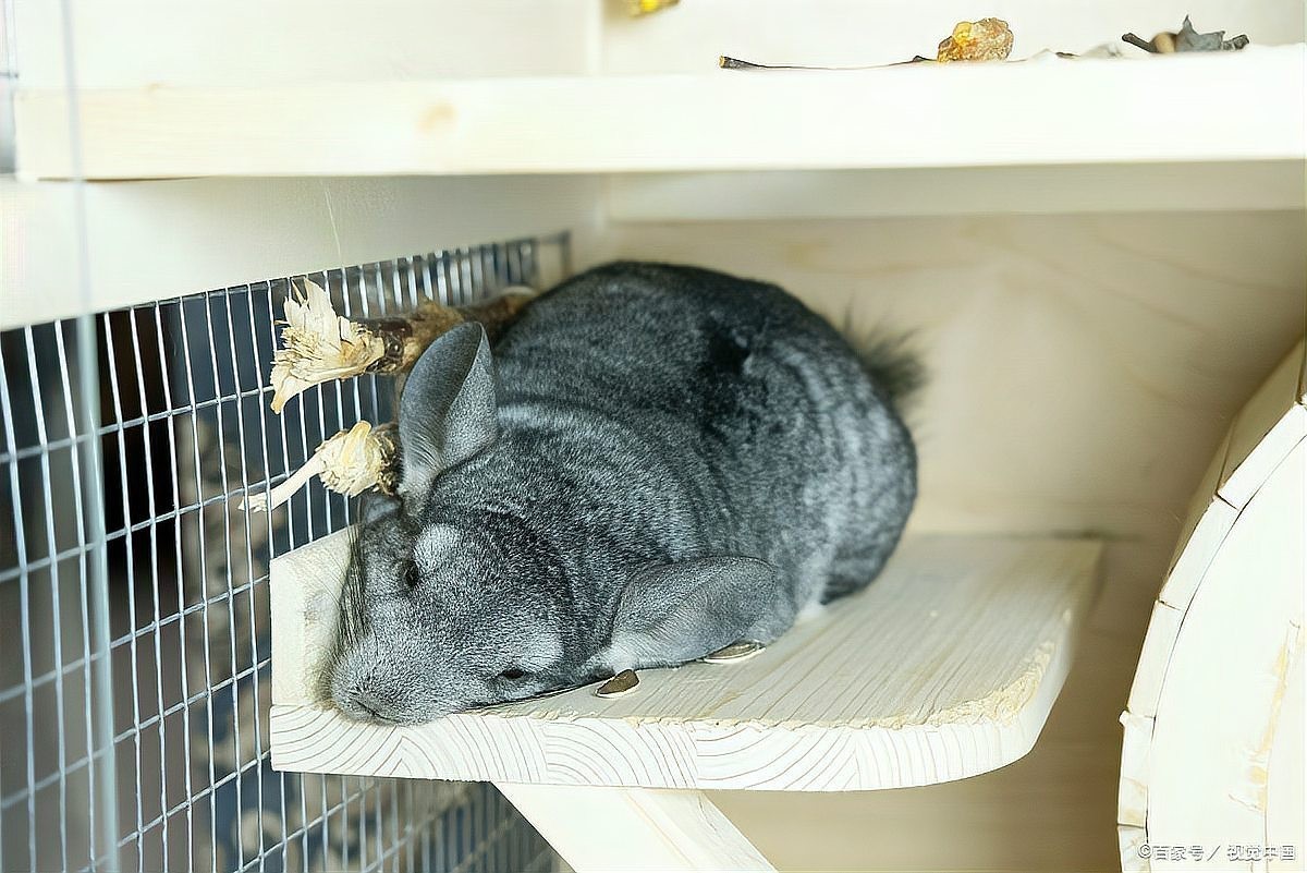 龍貓多久能完全認(rèn)主？