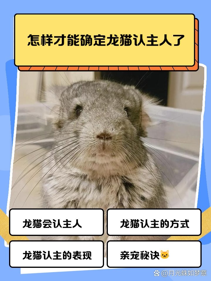 龍貓多久能完全認主？