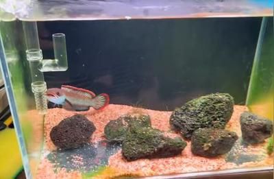 雷龍魚繁殖最佳水溫設置：雷龍魚繁殖的最佳水溫是多少
