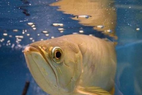 龍魚為啥不吃東西，龍魚不吃東西可能由多種原因引起龍魚不吃東西的原因
