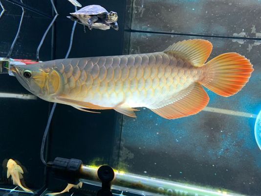 龍魚怎么區分高背過背和低背（如何區分龍魚是高背、過背還是低背）