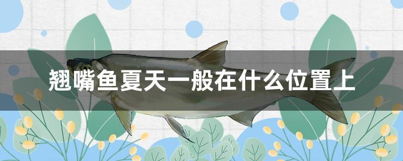 翹嘴魚夏天一般在什么位置上