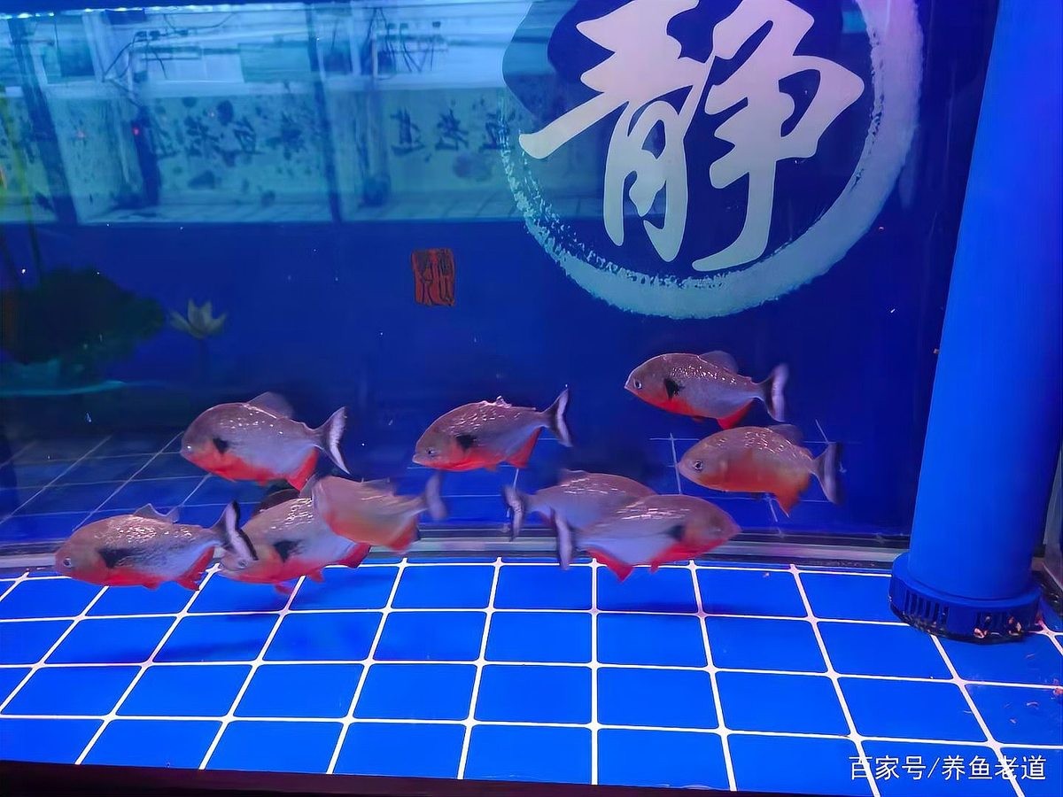 龍魚從小缸換到大缸需要注意什么？