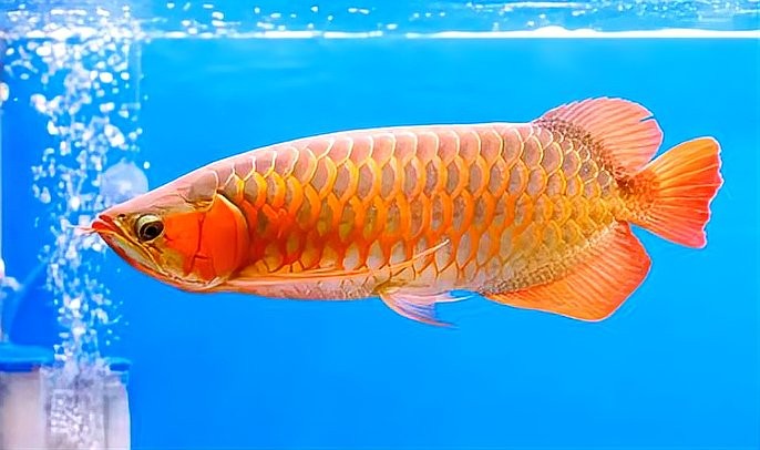 龍魚從小缸換到大缸需要注意什么？