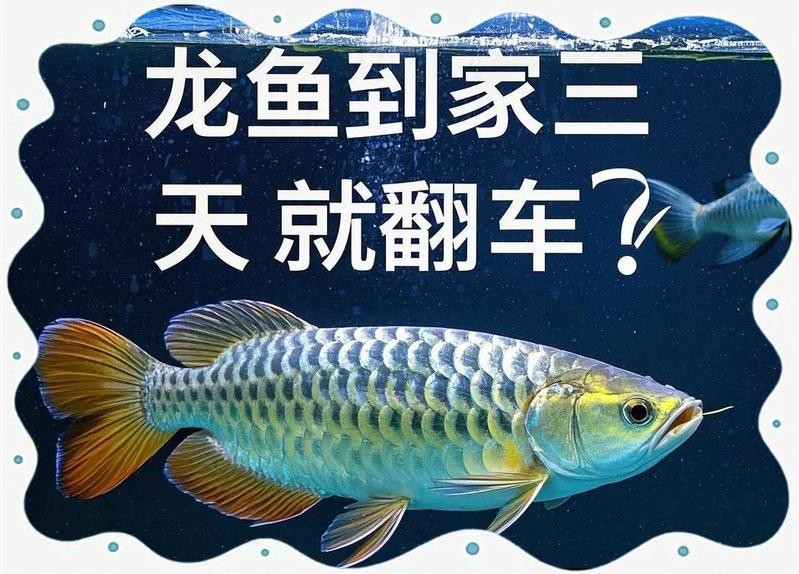 龍魚從小缸換到大缸需要注意什么？