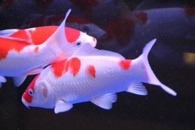 龍魚預(yù)防腸炎用什么藥好呢：預(yù)防龍魚腸炎的藥物建議