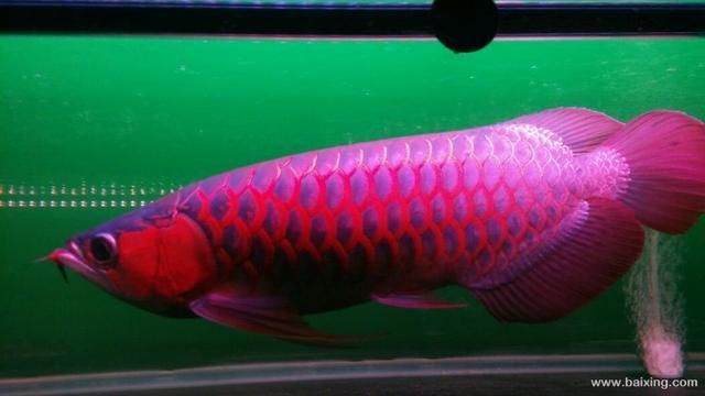 龍魚去哪里批發(fā)便宜點(diǎn)：尋找批發(fā)龍魚的便宜地點(diǎn)，可以考慮以下幾個(gè)方面