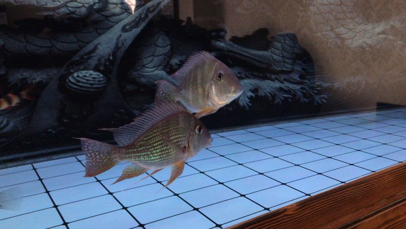 龍魚去哪里批發(fā)便宜點(diǎn)：尋找批發(fā)龍魚的便宜地點(diǎn)，可以考慮以下幾個(gè)方面